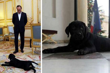 Франсуа Олланду подарили щенка черного лабрадора