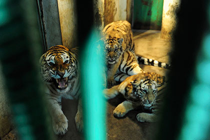 Китайского бизнесмена отправили в тюрьму за поедание тигров