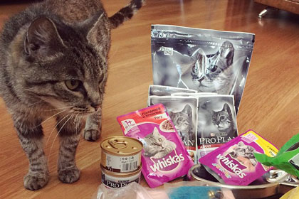 Кошка-талисман Матроска получила страницы в Instagram и Twitter