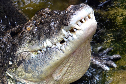 Крокодил убил гольфиста в ЮАР
