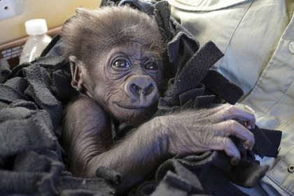 Люди воспитали детеныша гориллы в зоопарке Цинциннати