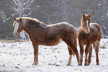 Приамурские лошади стали объедать диких копытных