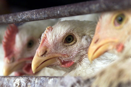 Птичий грипп в Японии поставил под угрозу судьбы двух миллионов кур