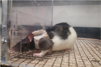 Самцы крыс предпочли одетых в «бюстгальтеры» самок