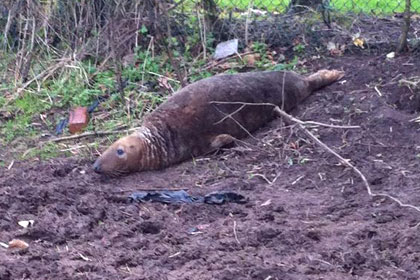 В Англии найден тюлень в 30 километрах от моря