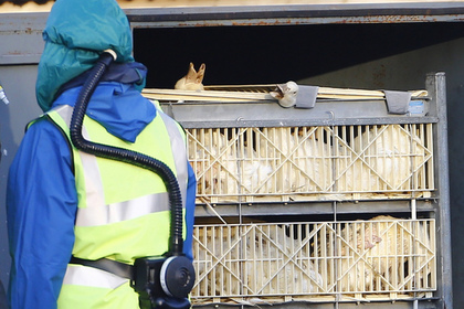В Японии уничтожат около четырех тысяч кур из-за птичьего гриппа