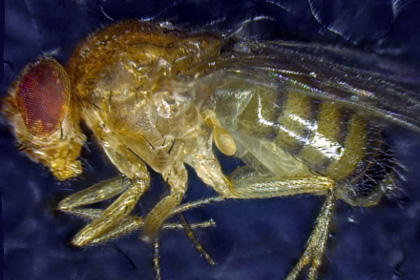 Ученые на мухах испытали «эликсир молодости»