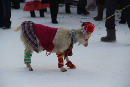 В Татарстане прошел конкурс красоты среди коз