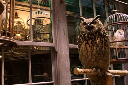 Киностудию уличили в жестоком обращении с совами Гарри Поттера