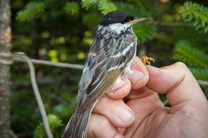 Крошечные лесные птицы оказались рекордсменами трансокеанских перелетов