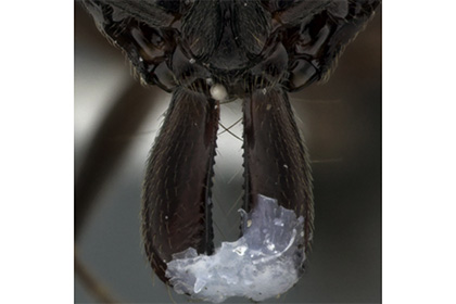 Ученые исследовали муравьиную оборону при помощи мандибул