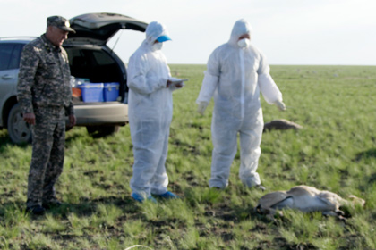 В Казахстане погибли 10 тысяч краснокнижных сайгаков