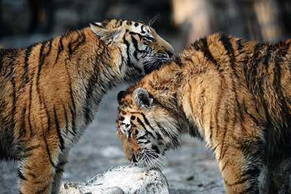 Немецкие ученые лишили Россию амурского тигра