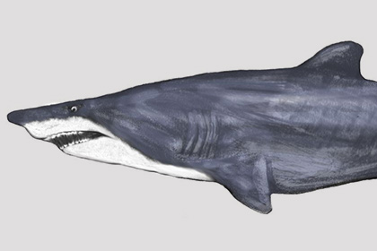 В США нашли крупнейшую акулу эпохи динозавров