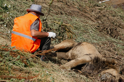 В Тбилиси лев напал на человека