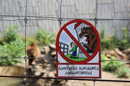 Жителям Тбилиси рекомендовали оставаться дома из-за сбежавших хищников