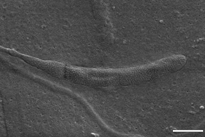 Древнейшую сперму животных обнаружили в Антарктиде