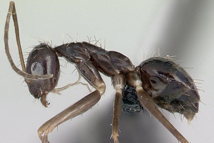 Израильские ученые отыскали логику в поведении сумасшедших муравьев