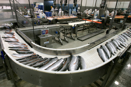 Латвия возобновит экспорт рыбной продукции в Россию