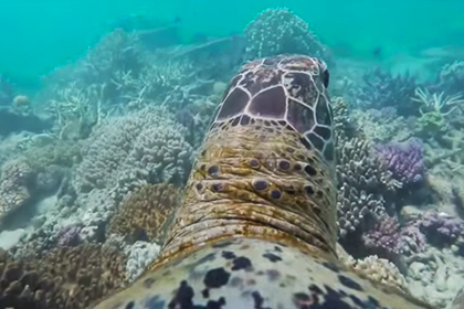 Морская черепаха провела видеоэкскурсию по Большому Барьерному рифу
