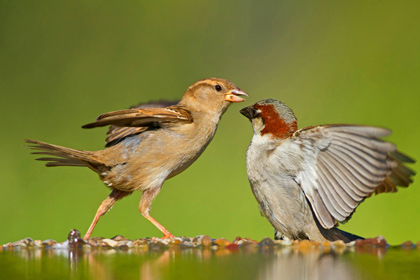 Орнитологи объяснили повышенную агрессивность городских птиц