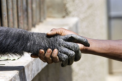 Руки человека признали примитивнее конечностей шимпанзе