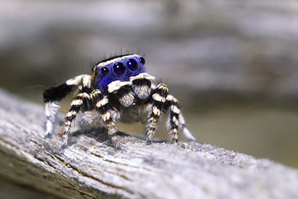 Соблазнителя в маске назвали самым милым пауком планеты