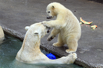 В США спрогнозировали полное вымирание белых медведей в России к 2025 году
