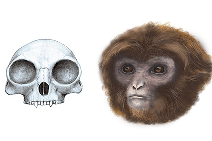 Общий предок человекообразных обезьян оказался похож на гиббона