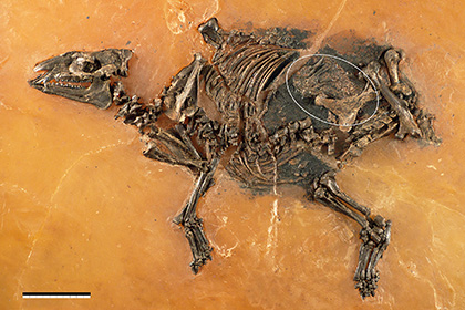 В Германии нашли древнейшее беременное млекопитающее