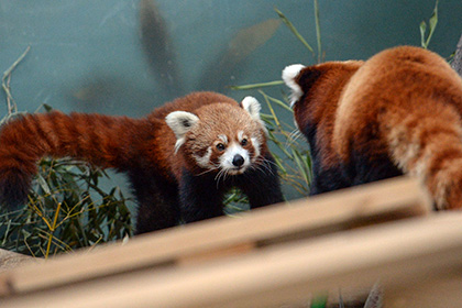 Красные панды из Московского зоопарка впервые вышли на прогулку