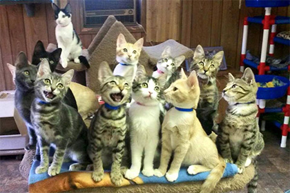 Переселившаяся в трейлер американка уступила свой дом тысяче кошек