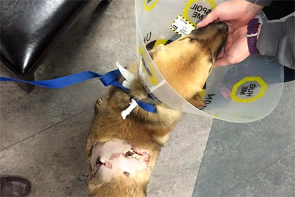 «Самый везучий в мире» пес выжил после сквозного ранения стрелой