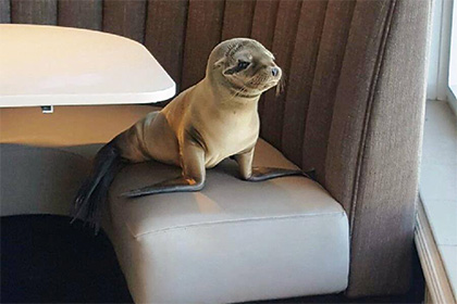 В США проголодавшийся морской лев занял столик в рыбном ресторане