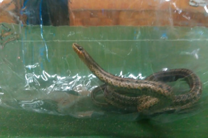 Жительница Кемерово обнаружила у себя в квартире змею