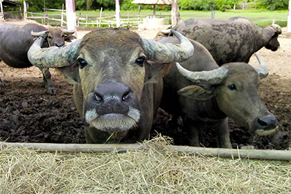 Итальянцы задумали открыть в Крыму буйволиную ферму
