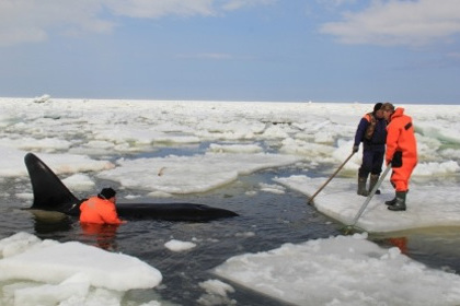 На Сахалине спасли зажатых льдом косаток