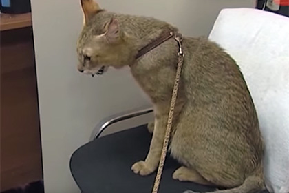 От уральского травести-артиста Бомбы Киберсиси сбежал камышовый кот