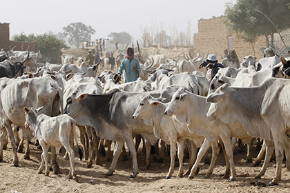 Пастухи-кочевники в Нигерии убили 15 человек из-за спора о скотопрогоне