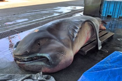 Редкую большеротую акулу выловили в Японии