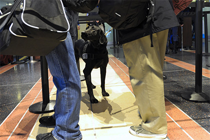 Служебную собаку аэропорта Манчестера уличили в предпочтении сосисок наркотикам