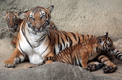 Тигр в Калифорнии убил сотрудницу зоопарка
