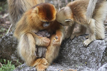 Ученые впервые увидели обезьян-акушерок