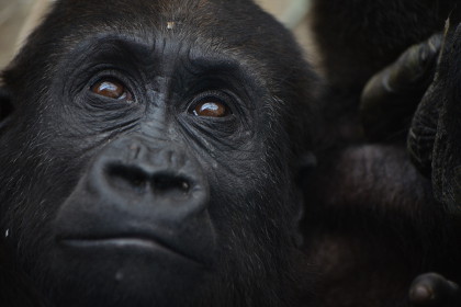 Активисты потребовали наказать родителей упавшего к горилле в вольер мальчика