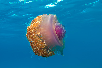 Бракованные медузы помогут вылечить наследственные болезни
