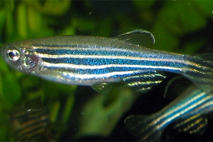 ДНК-штрихкоды рассказали об утробной жизни рыбок