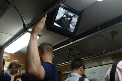 Хакеры взломали мониторы в киевском метро и разместили изображения котов