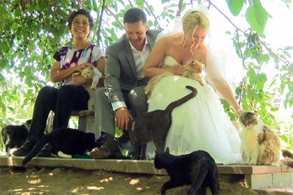 Канадская пара пригласила на свадьбу тысячу котов