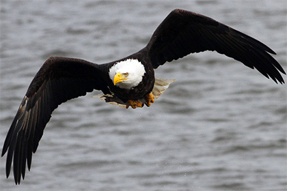 Национальная птица США сбила самолет на Аляске