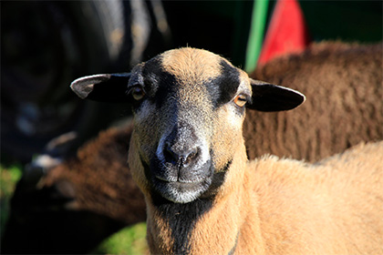 Наевшаяся каннабиса отара овец учинила дебош в британской деревне
